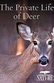 The Private Life of Deer poster